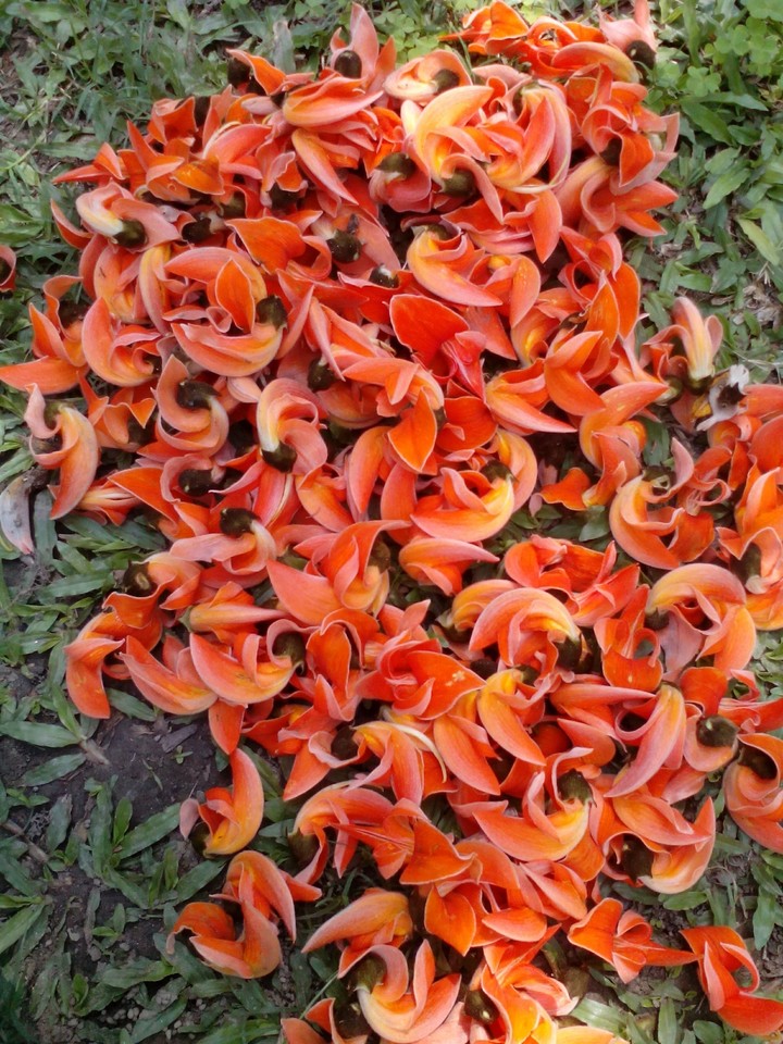 Orange Flash