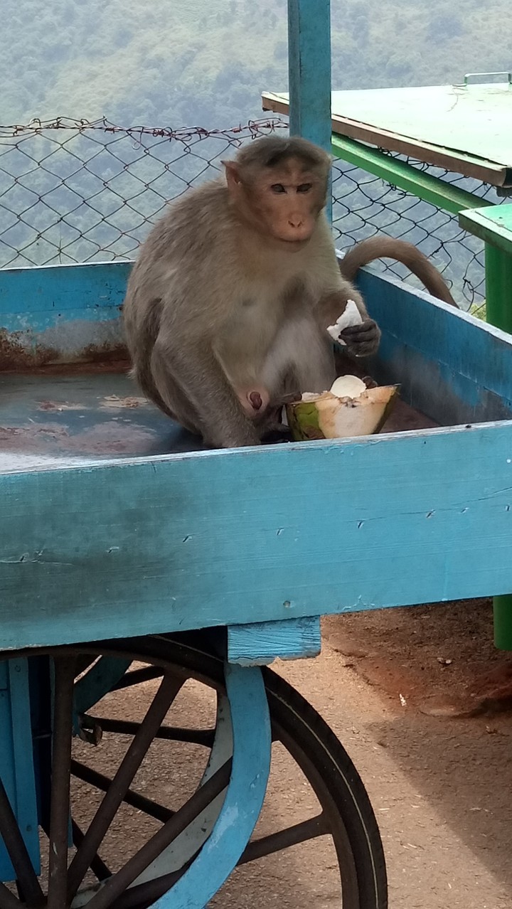 monkey