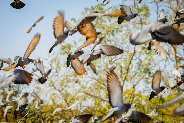 flying pigeons.