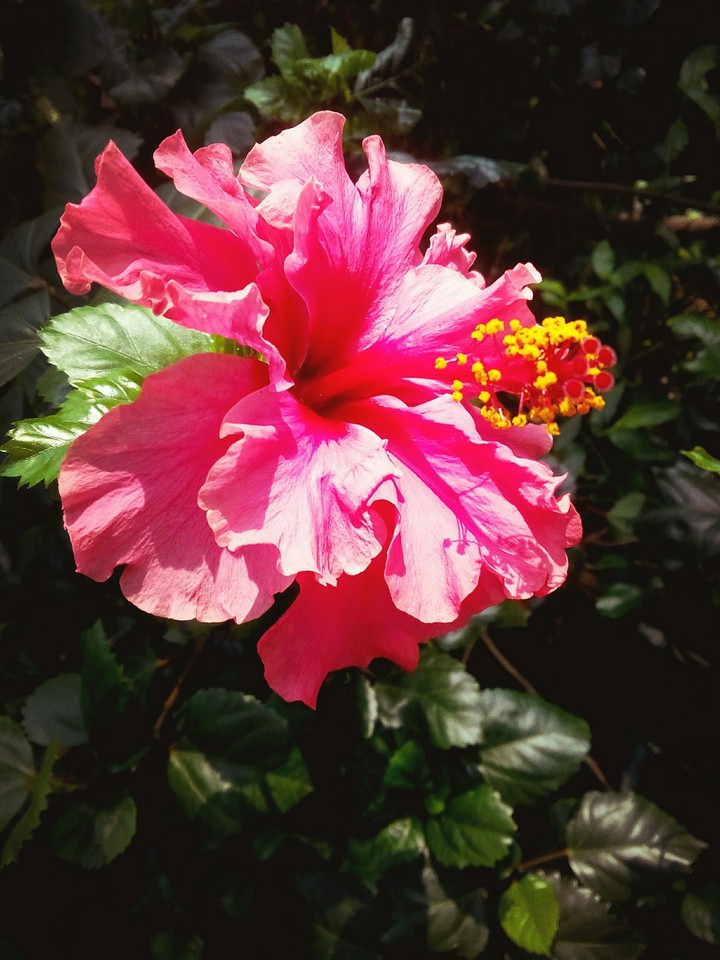 flower