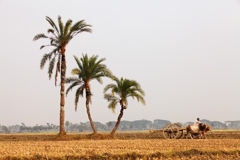 In Jessore