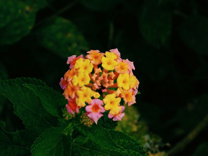 #Flower
