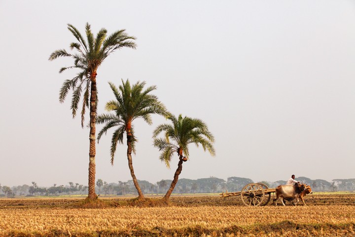 In Jessore