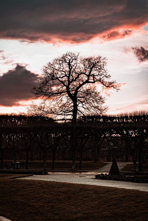 шпалери evening, twig