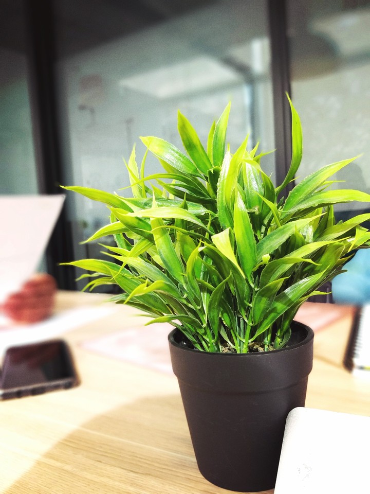Green plants