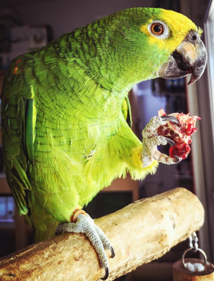 parrot