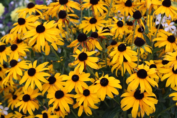 growd of yellow flowers