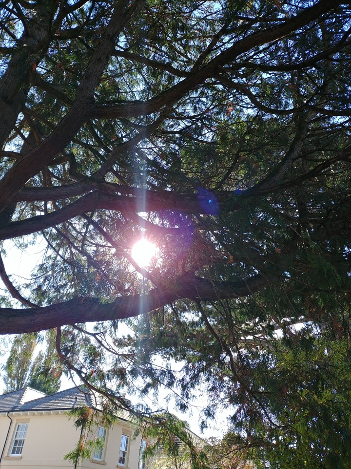 sun threw the trees