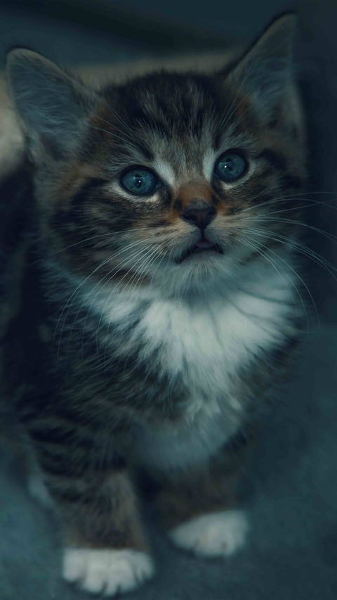 fonds d'écran fur, cat