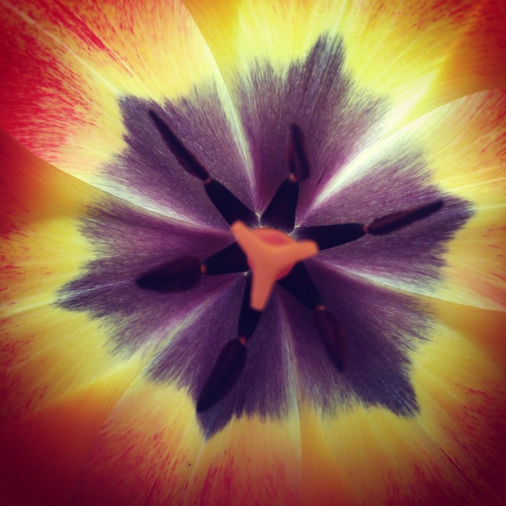 Tulip