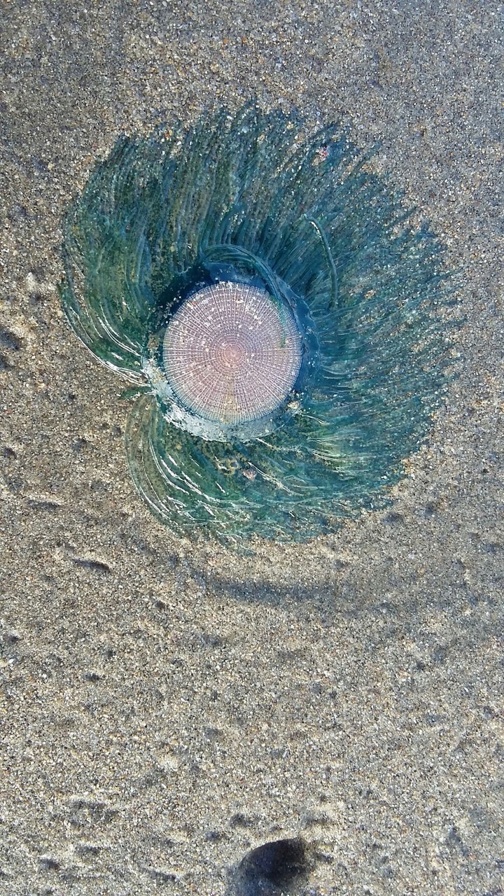 Mysteries of the beach ❤