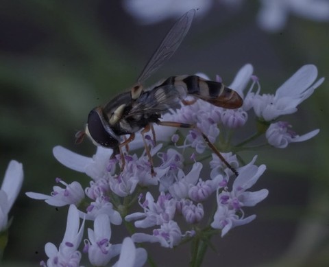 plant, pest achtergronden