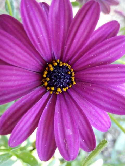 Dimorphoteca ecklonis