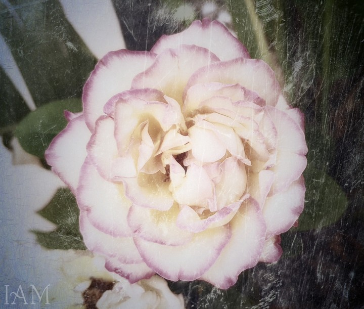 Rose Composition