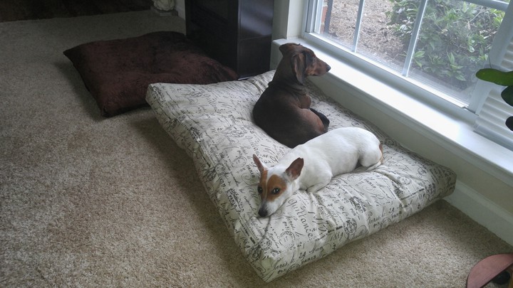 Oscar and Chloe in the window.