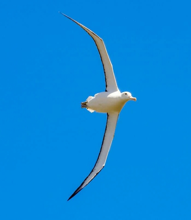 bird watching