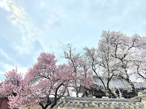 sfondi twig, petal