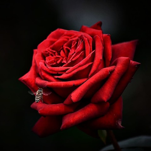 Roses