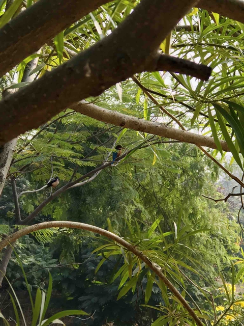 The bird in tree