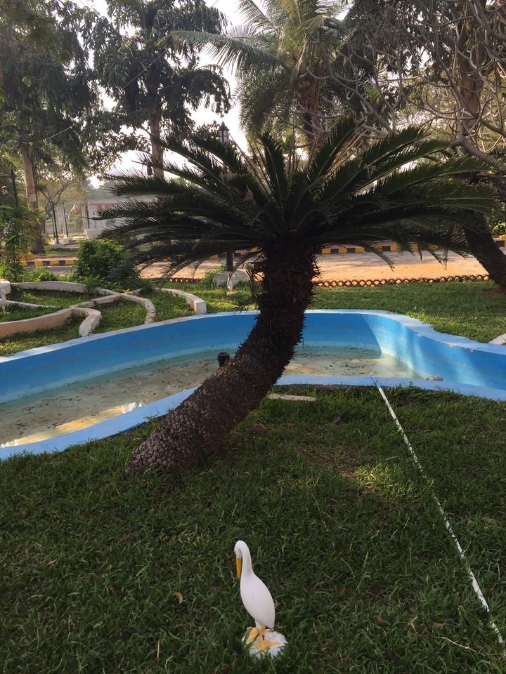 Coconut tree