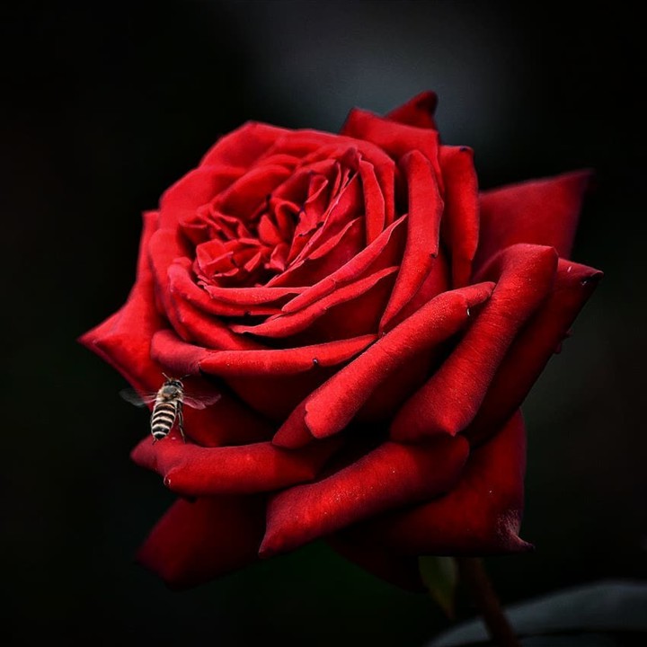 Roses