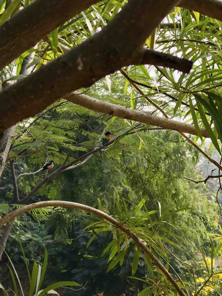 The bird in tree