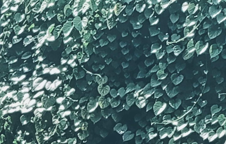 heart leaf