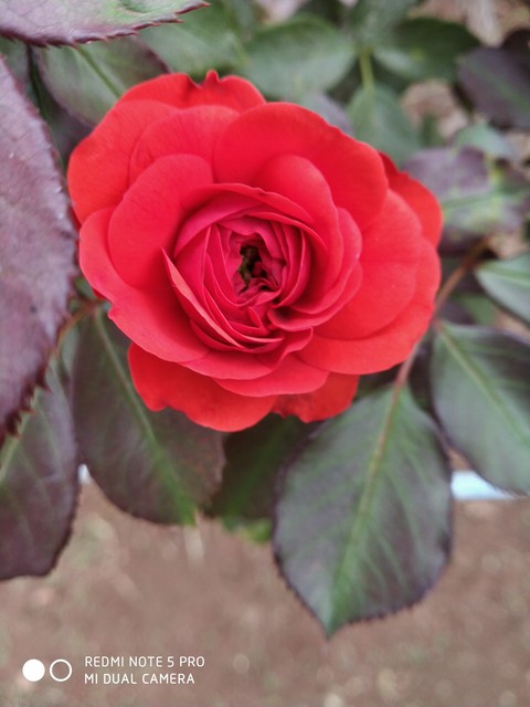 Rose Beauty