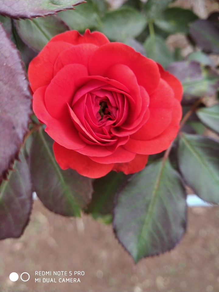 Rose Beauty