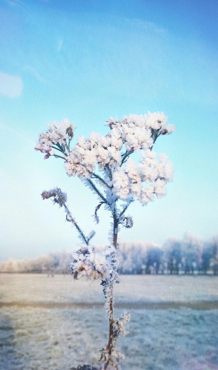 Snowflower