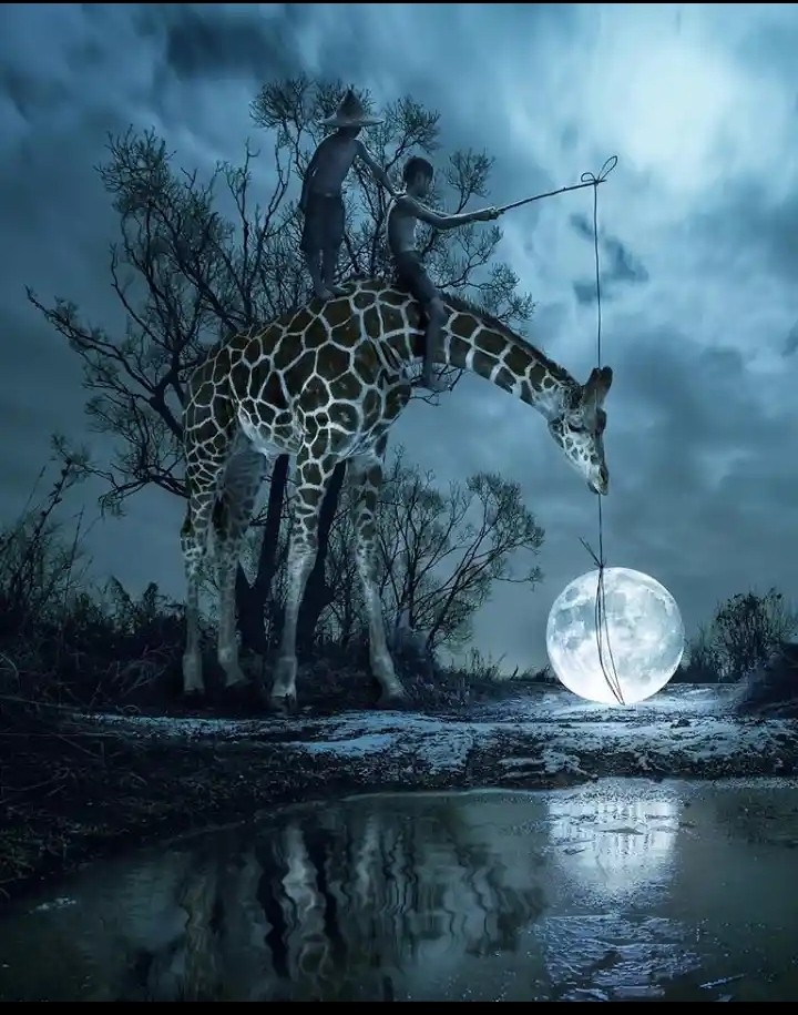 Giraffe