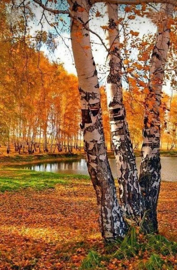 Nature