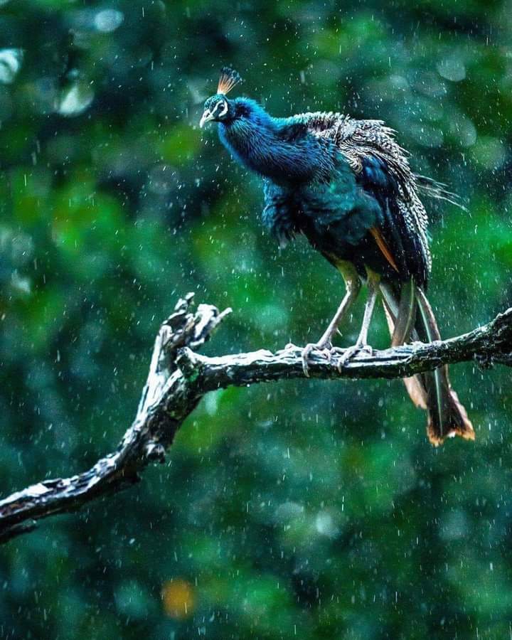raini