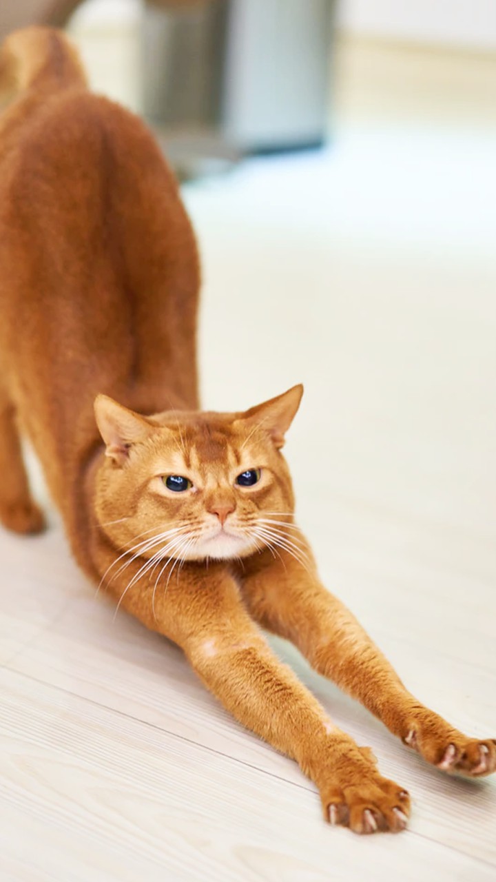 Cat miya-Ong