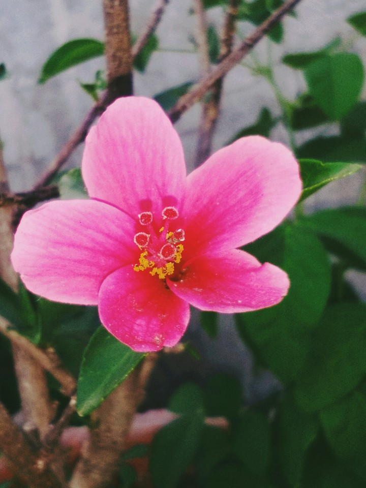 flower
