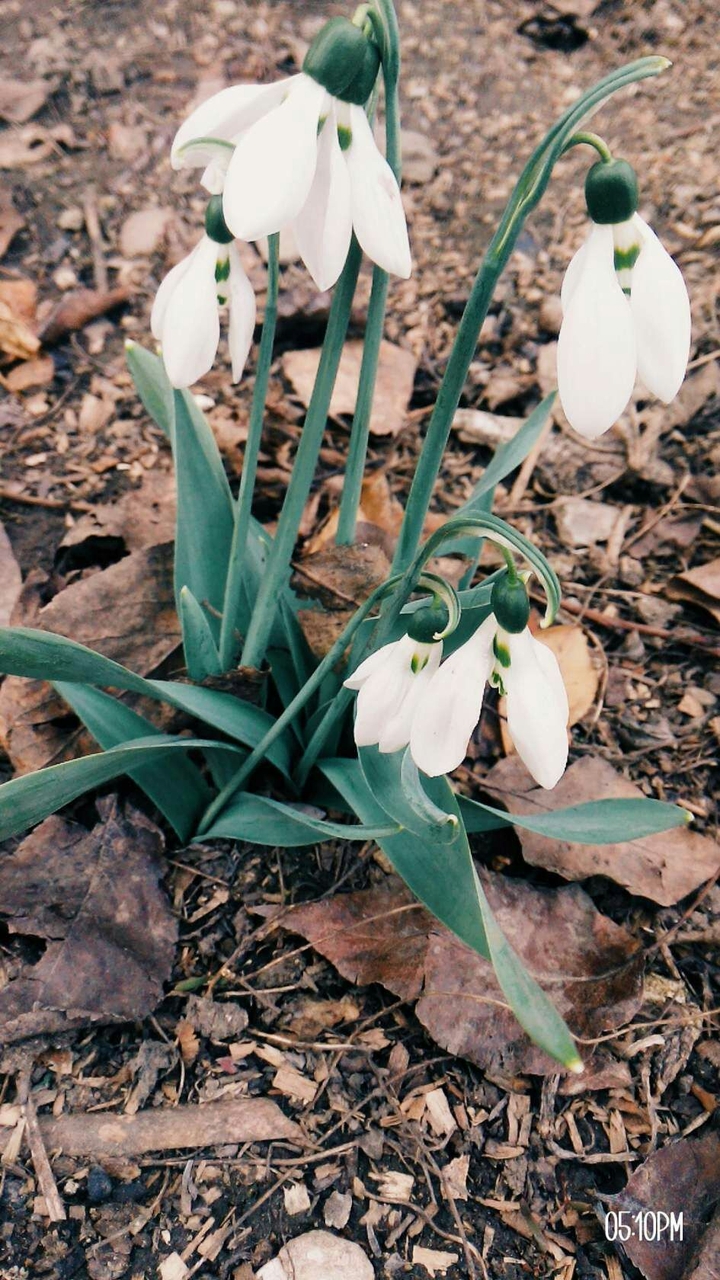 snowdrops
