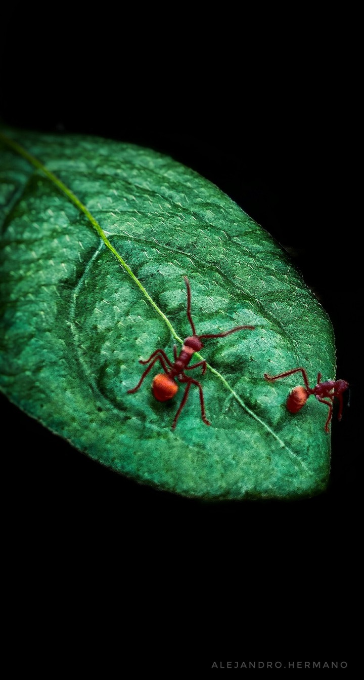 Red Ant