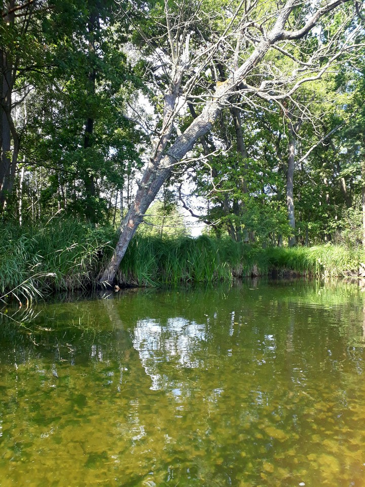 Greenery