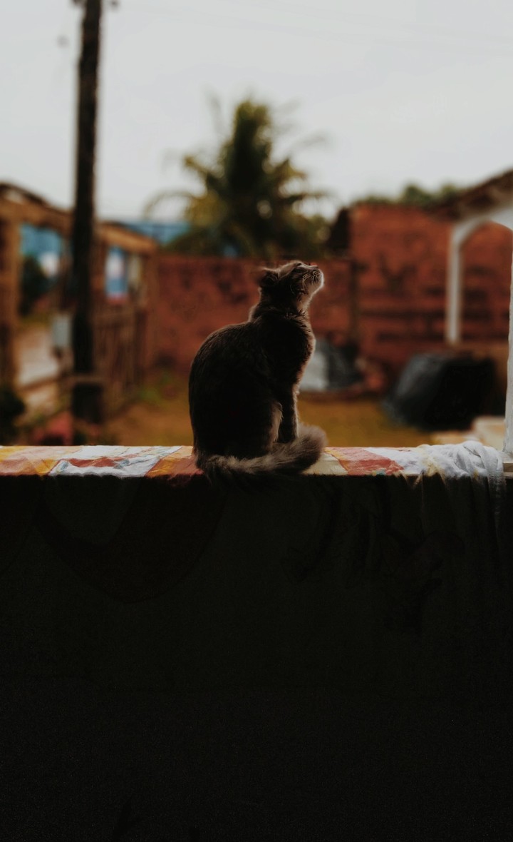 A thinking cat