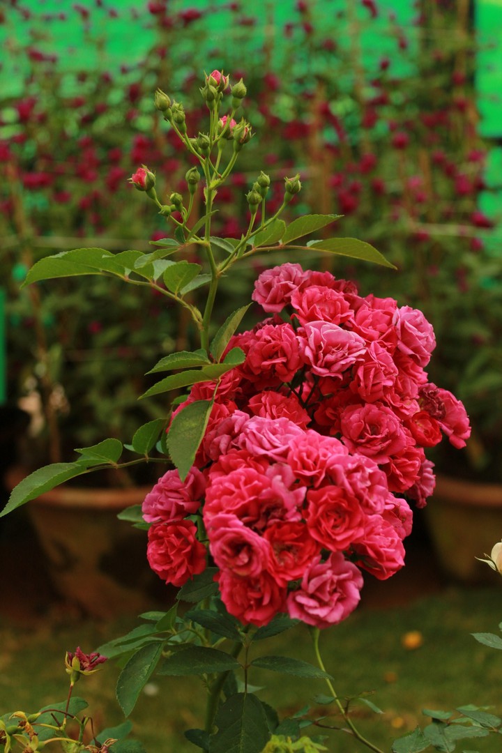rose