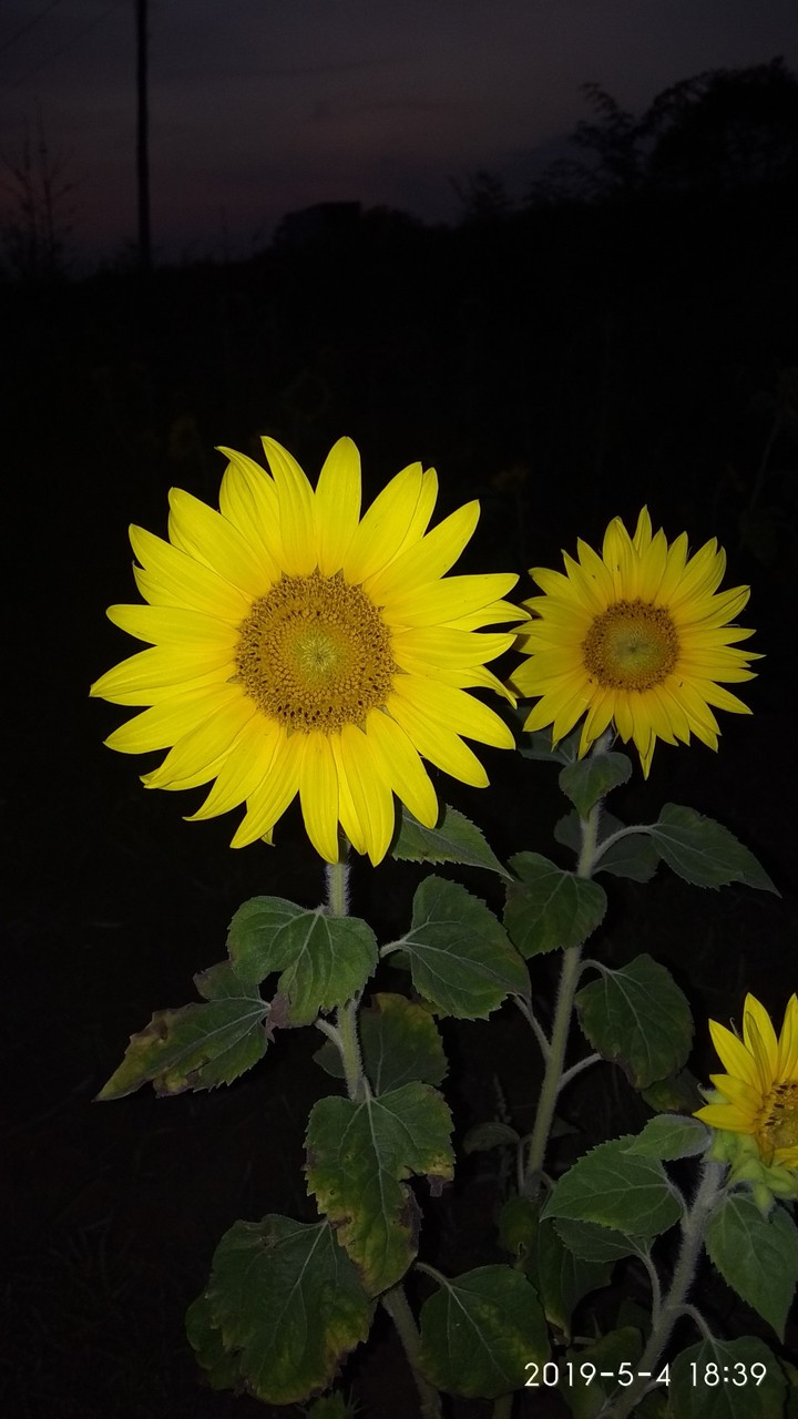 sunflower