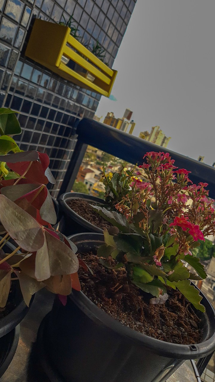 plants