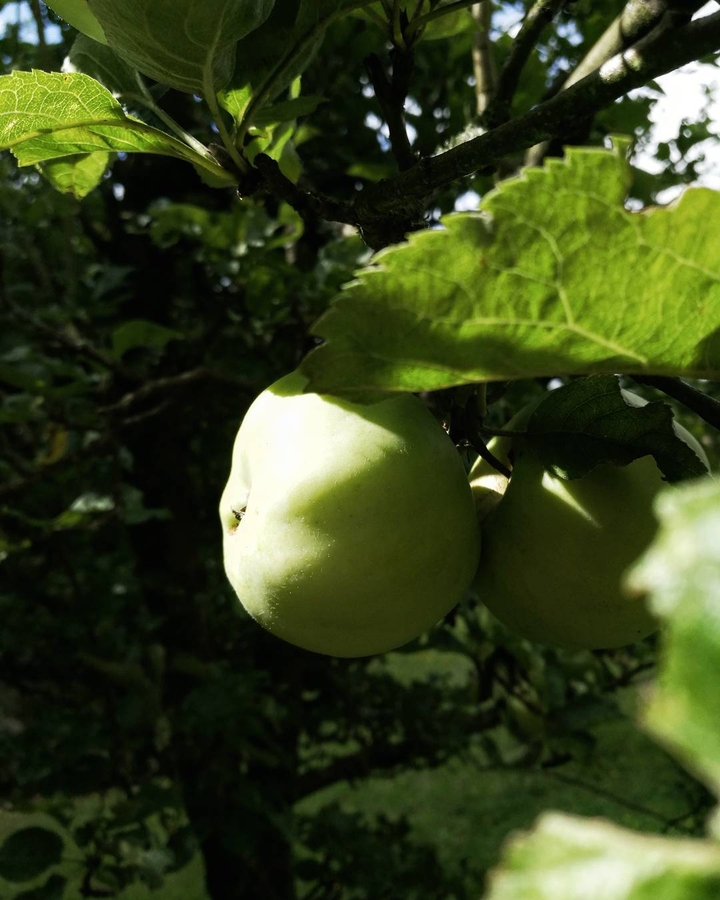 An apple a day keeps the doctor away.