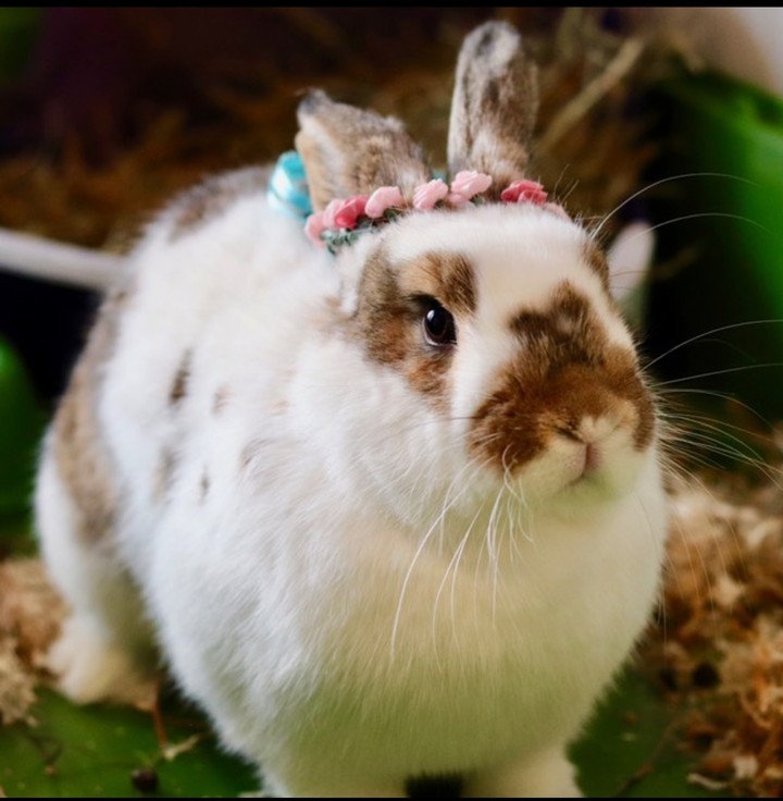 #mybunny❤