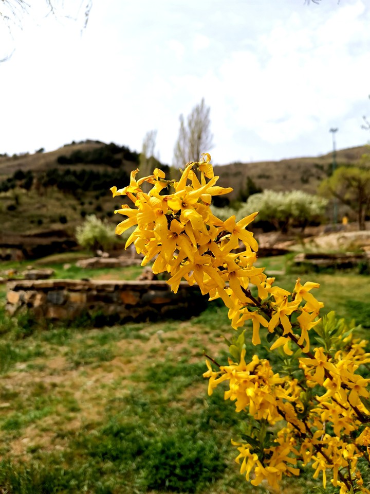 spring