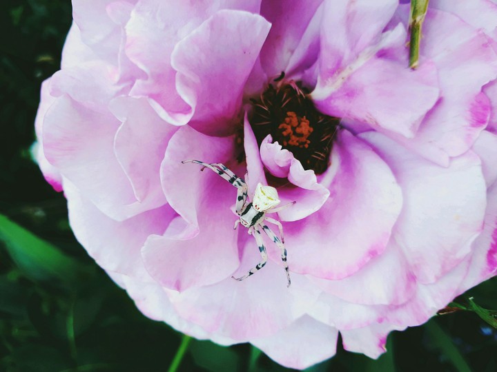 spider&rose