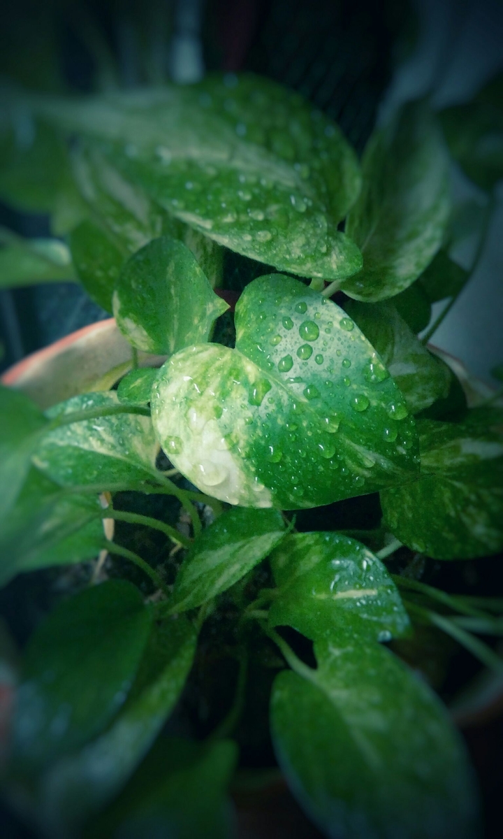 Money plant...