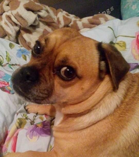bodhi