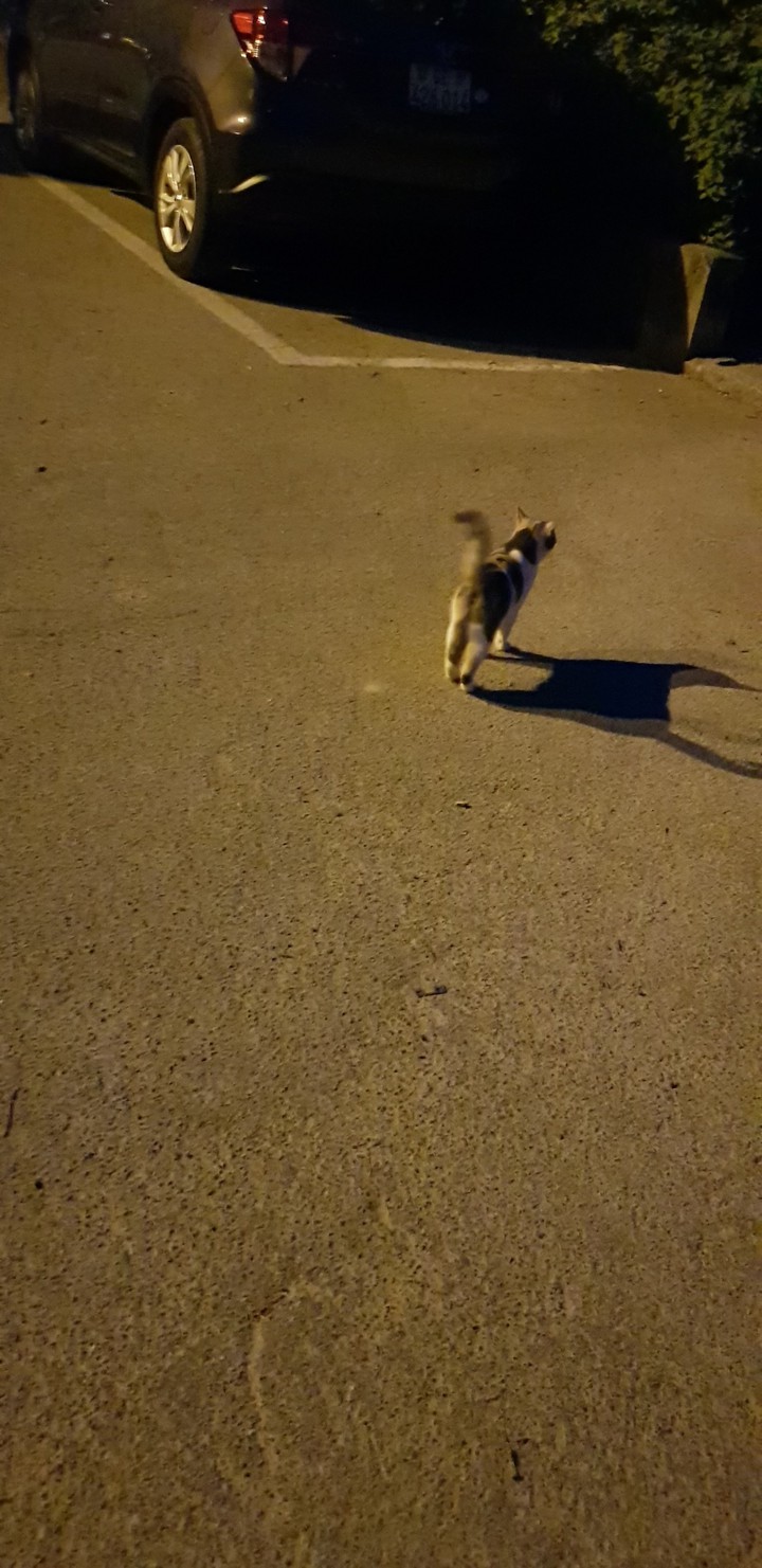 cats beautiful