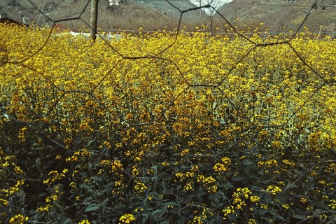 обои illust, illustrations